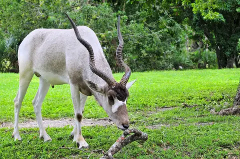 Addax antilope grazen spiraalvormige hoorns van blanckendaell park noord holland