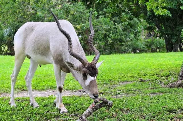 Addax antilope grazen spiraalvormige hoorns van blanckendaell park noord holland