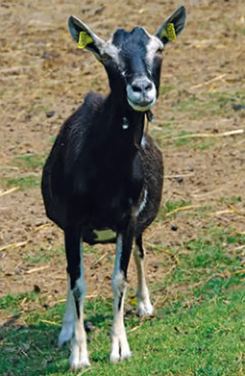 Afrikaanse boergeit witte vacht dierenpark Van Blanckendaell Park Noord-Holland