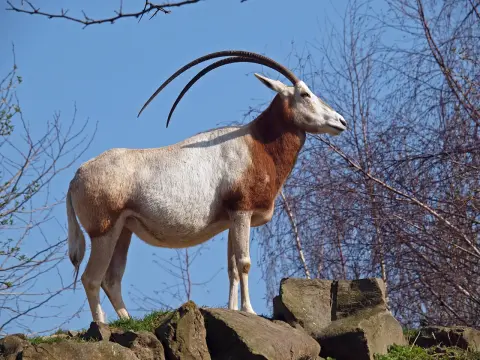 Algazel oryx uitgestorven in het wild Van Blanckendaell Park Noord-Holland