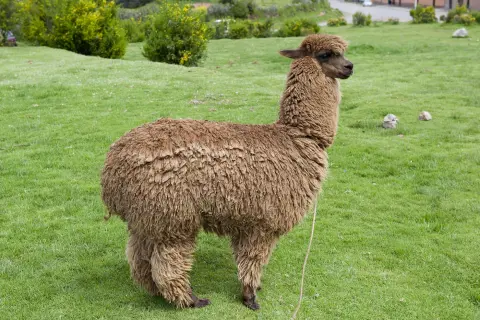 Alpaca close-up pluizige vacht Van Blanckendaell Park Noord-Holland