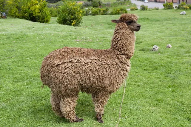 Alpaca close-up pluizige vacht Van Blanckendaell Park Noord-Holland
