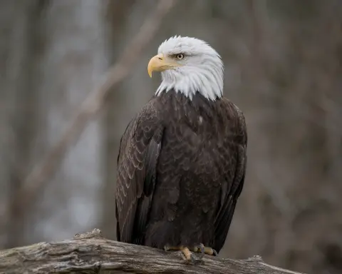 Amerikaanse zeearend witte kop Van Blanckendaell Park Noord-Holland