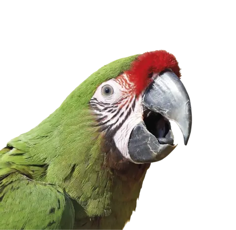 Arie de Ara r