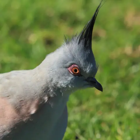 Australische kuifduif met kuif Van Blanckendaell Park Noord-Holland