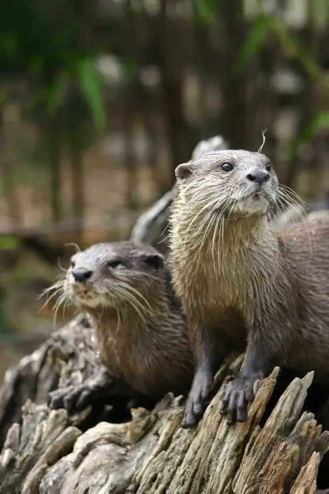 Aziatische kleinklauwotter zwemmen Van Blanckendaell Park Noord-Holland