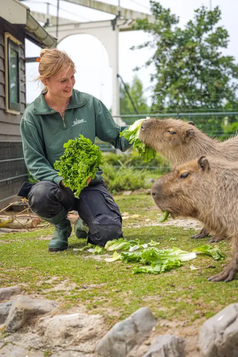 Dierverzorger voert een Capibara bij Van Blanckendaell Park