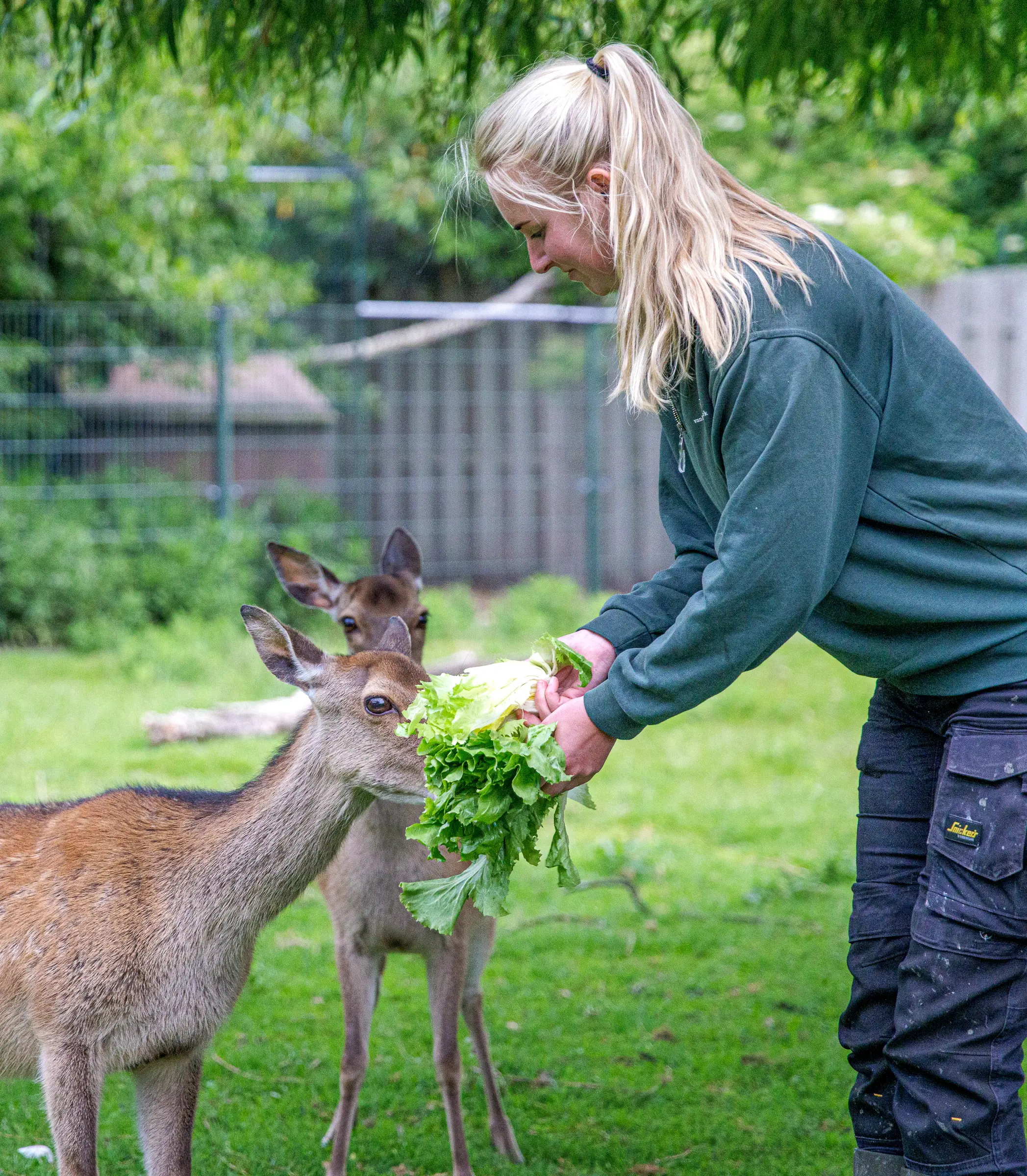 Dierverzorger voert een hert bij Van Blanckendaell Park