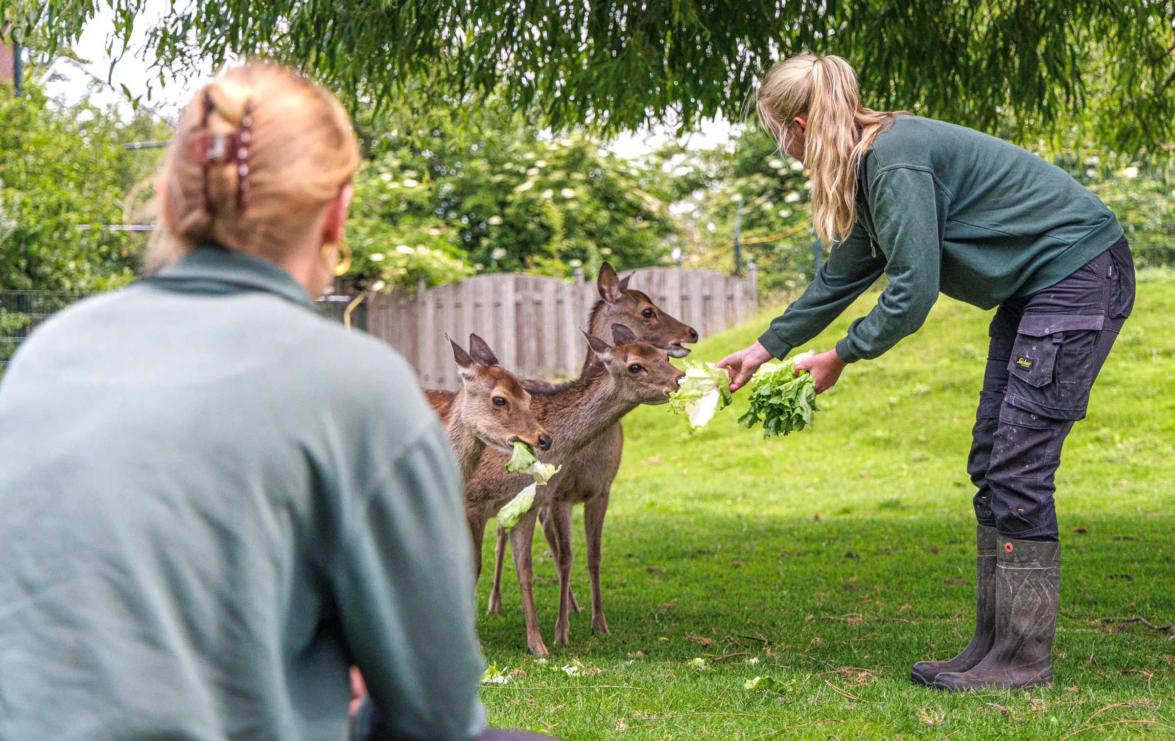 Dierverzorger voert een hert bij Van Blanckendaell Park