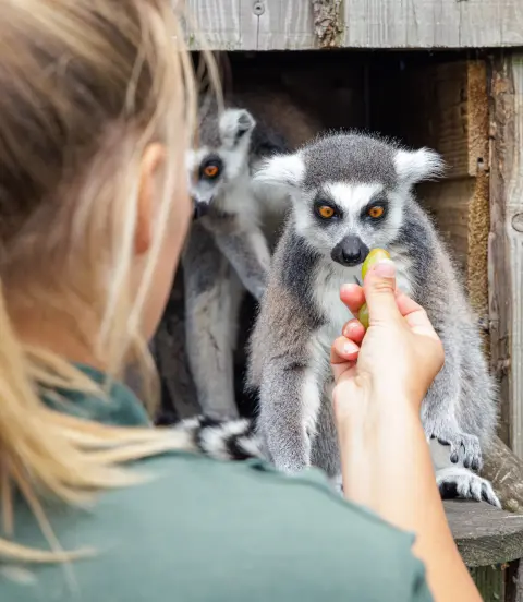 Dierverzorger voert een Maki bij Van Blanckendaell Park