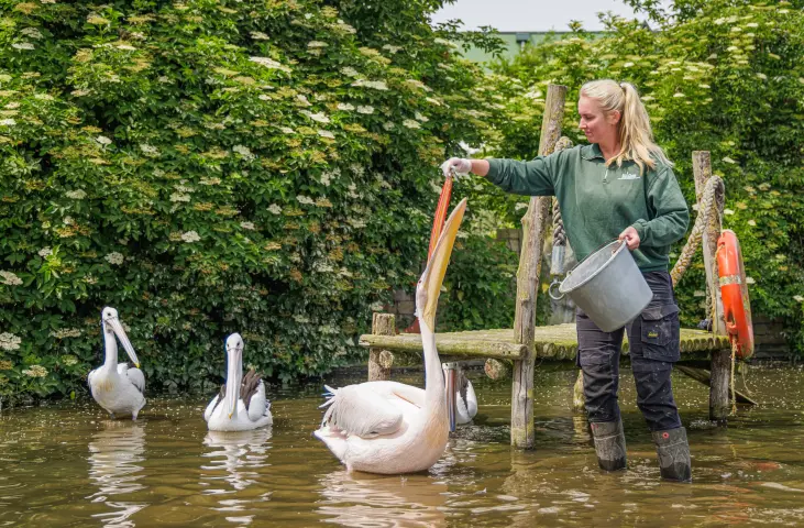 Dierverzorger voert een Pelikaan bij Van Blanckendaell Park