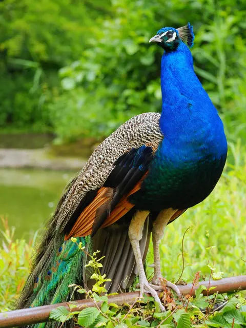 Blauwe pauw pronkveren spreidt wiel Van Blanckendaell Park Noord-Holland