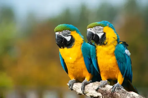 Blauwgele ara parkiet Van Blanckendaell Park Noord-Holland