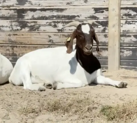 Afrikaanse boergeit witte vacht dierenpark Van Blanckendaell Park Noord-Holland