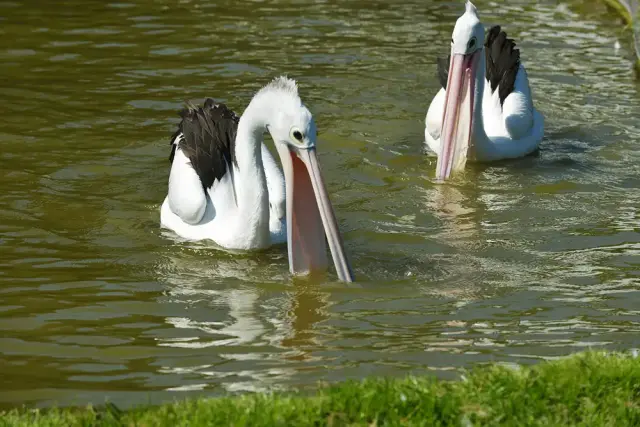 Brilpelikaan met gele oogring Van Blanckendaell Park Noord-Holland
