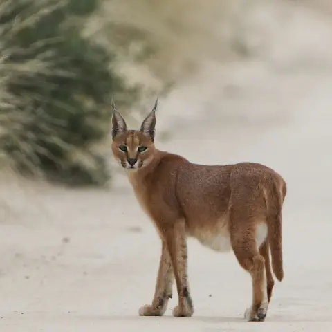 Caracal wilde kat met zwarte oorpluimen Van Blanckendaell Park Noord-Holland