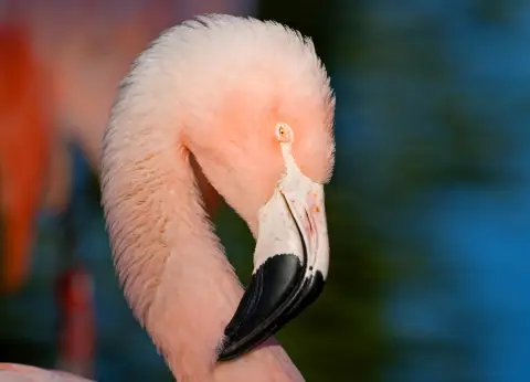 Chileense flamingo roze poten rode knie&euml;n Van Blanckendaell Park Noord-Holland