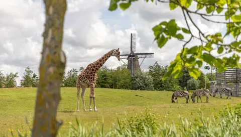 Giraffen en zebra's op Savanne