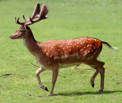Damhert met gewei Van Blanckendaell Park Noord-Holland