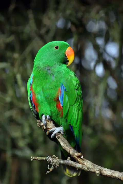 Edelpapegaai groen rood mannetje vrouwtje Van Blanckendaell Park Noord-Holland
