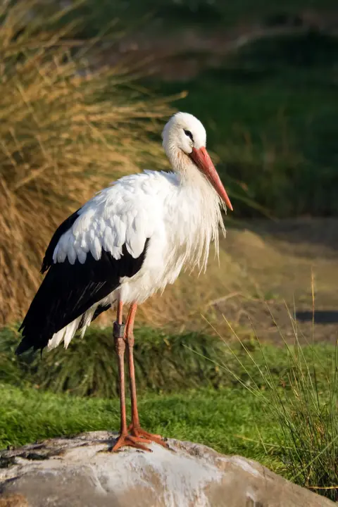 Europese ooievaar rode snavel Van Blanckendaell Park Noord-Holland