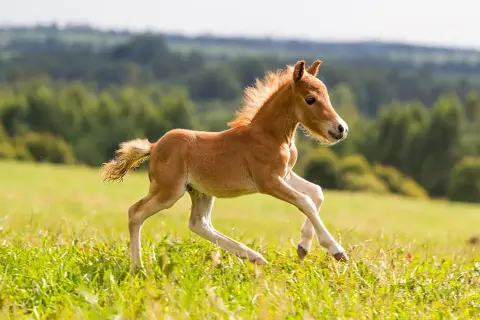 Falabella kleinste paard ter wereld Van Blanckendaell Park Noord-Holland