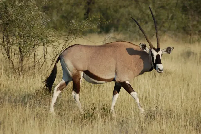 Gemsbok oryx lange hoorns Van Blanckendaell Park Noord-Holland