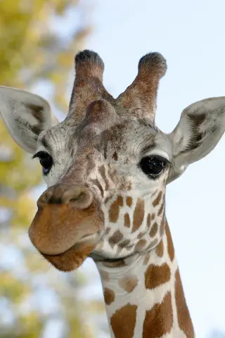 Giraffe savanne Van Blanckendaell Park Tuitjenhorn Noord-Holland