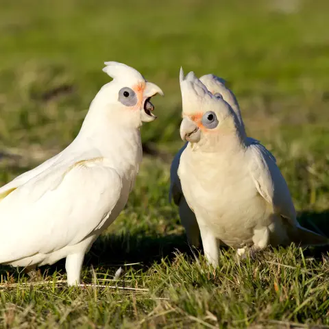Goffins kaketoe wit intelligente vogel Van Blanckendaell Park Noord-Holland
