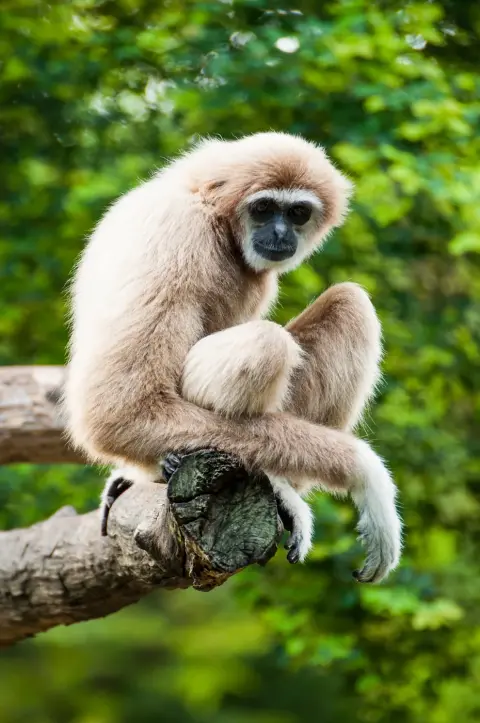 Goudwanggibbon slingerend Van Blanckendaell Park Noord-Holland