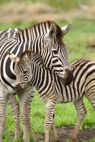 Grant zebra strepen savanne Van Blanckendaell Park Noord-Holland