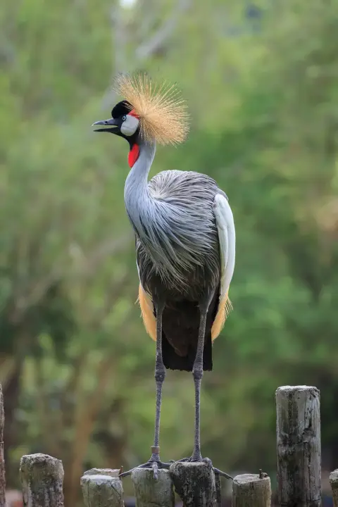 Grijze kroonkraanvogel gouden kuif Van Blanckendaell Park Noord-Holland