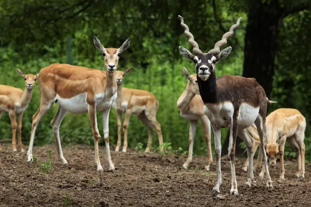 Indische antilope black buck spiraalvormige hoorns Van Blanckendaell Park Noord-Holland