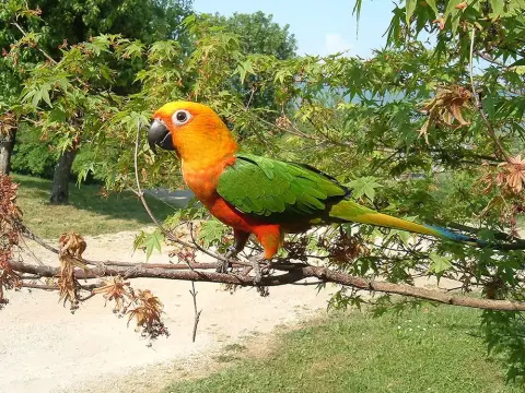 Jendayaparkiet oranje groen tak Van Blanckendaell Park Noord-Holland