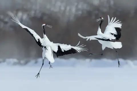 Japanse kraanvogel witte veren rode kroon Van Blanckendaell Park Noord-Holland