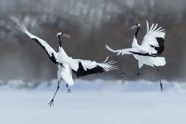 Japanse kraanvogel witte veren rode kroon Van Blanckendaell Park Noord-Holland