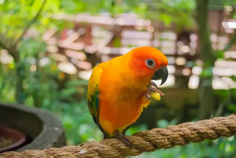 Jendayaparkiet oranje groen tak Van Blanckendaell Park Noord-Holland