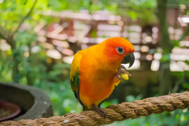 Jendayaparkiet oranje groen tak Van Blanckendaell Park Noord-Holland
