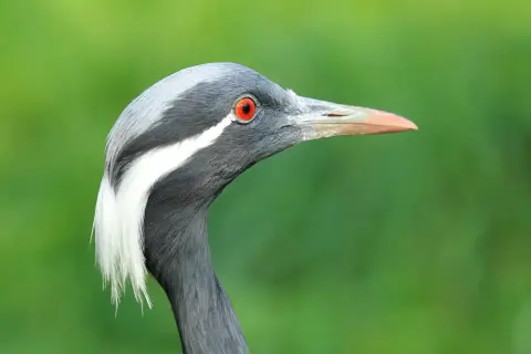 Jufferkraanvogel kleine kraanvogel Van Blanckendaell Park Noord-Holland