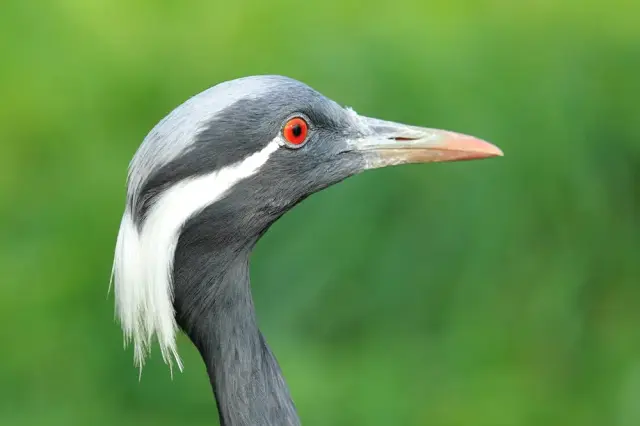 Jufferkraanvogel kleine kraanvogel Van Blanckendaell Park Noord-Holland