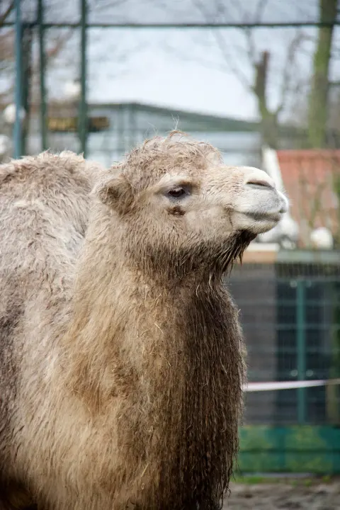 Tweebultige kameel Van Blanckendaell Park Noord-Holland