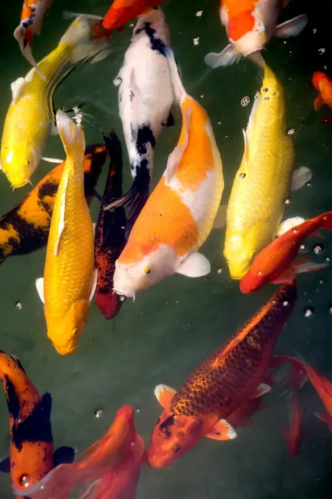 Koi karper kleurrijke siervissen vijver Van Blanckendaell Park Noord-Holland