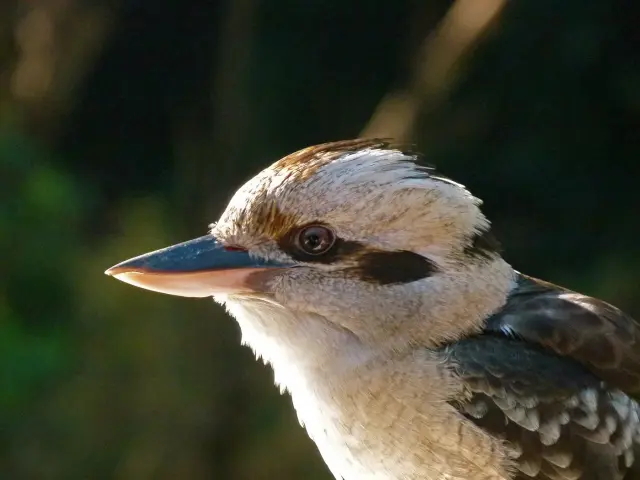 Kookaburra lachvogel close-up Van Blanckendaell Park Noord-Holland