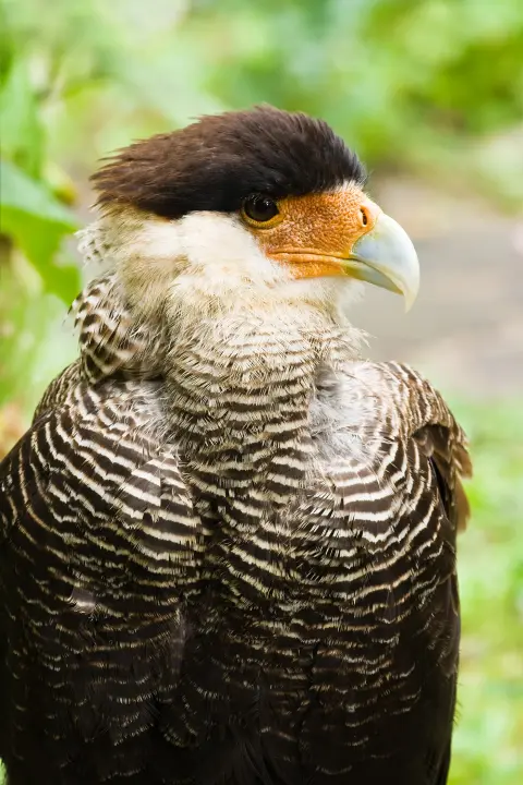 Kuifcaracara roofvogel lange poten Van Blanckendaell Park Noord-Holland