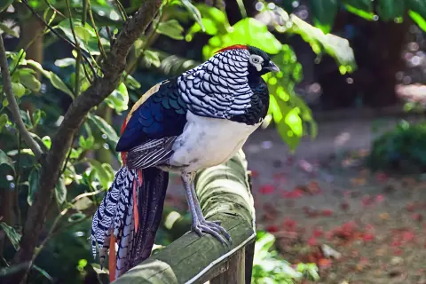 Lady Amherst fazant kleurrijke staart mannetje Van Blanckendaell Park Noord-Holland