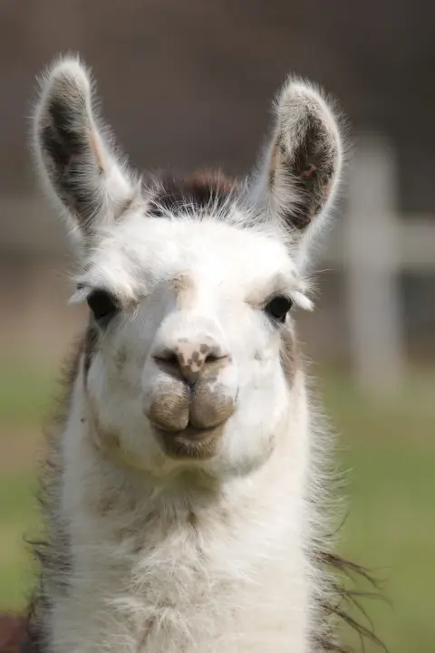 Lama close-up grappige blik Van Blanckendaell Park Noord-Holland