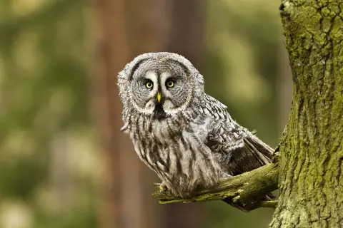 Laplanduil grote uil gele ogen Van Blanckendaell Park Noord-Holland