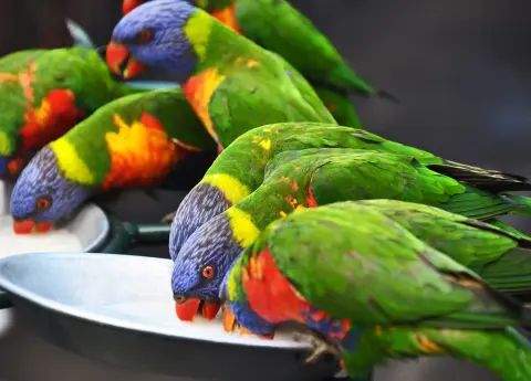 Lori van de Blauwe Bergen blauwe groene papegaai Van Blanckendaell Park Noord-Holland