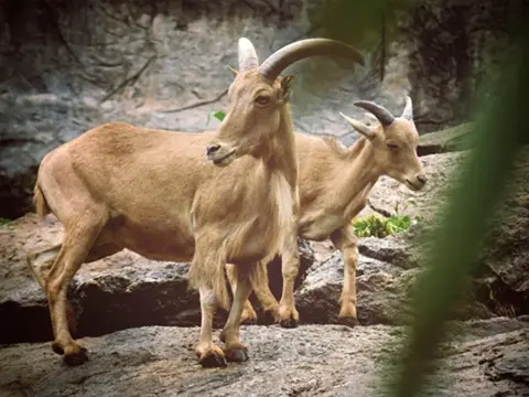 Manenschaap lange manen Sahara Van Blanckendaell Park Noord-Holland