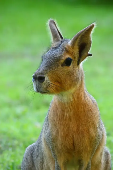 Mara groot knaagdier cavia familie Van Blanckendaell Park Noord-Holland